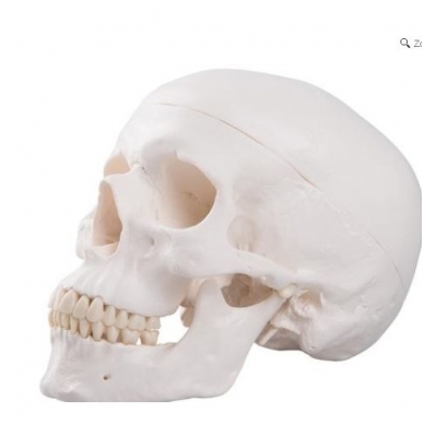 Klasikinis žmogaus kaukolės modelis, 3 dalys 5