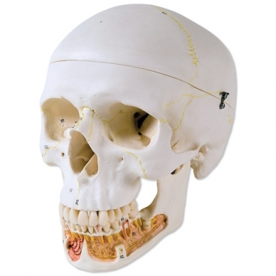 Klasikinis žmogaus kaukolės modelis su atviru apatiniu žandikauliu, 3 dalys