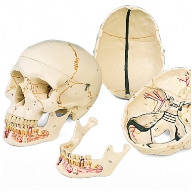 Klasikinis žmogaus kaukolės modelis su atviru apatiniu žandikauliu, 3 dalys 1