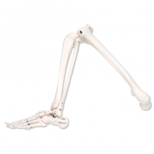 Kojos skeletas