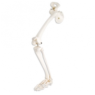 Kojos skeletas su klubikauliu