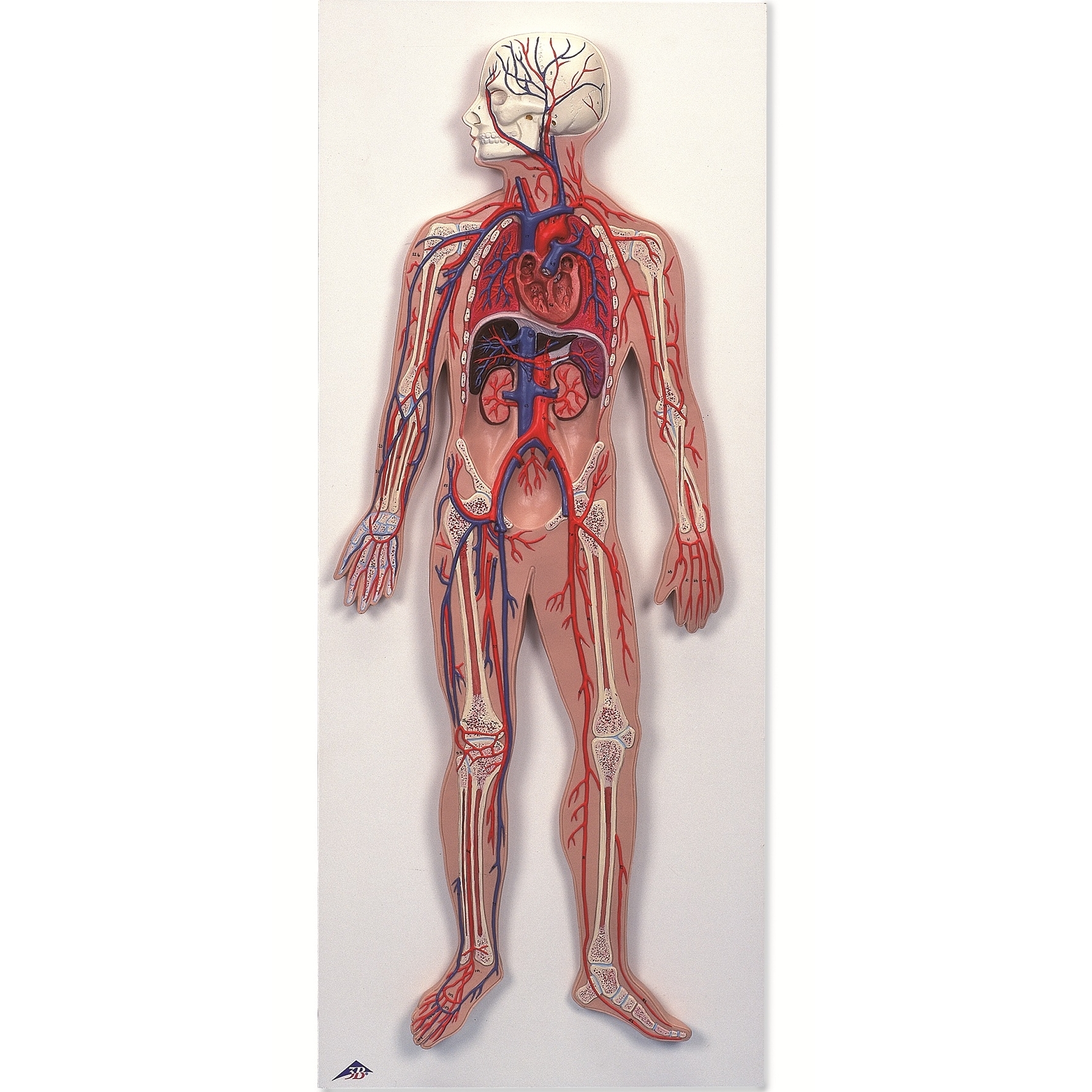 Воды сосуды человека. Анатомия человека скелет и кровеносная система. Кровеносная система на скелете. Кровяная система человека. Макет кровеносной системы человека.