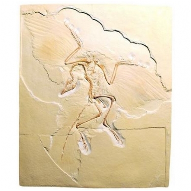 Litografija "Archaeopteryx"