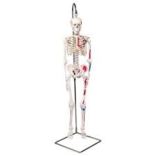Mini skeleto modelis su raumenimis