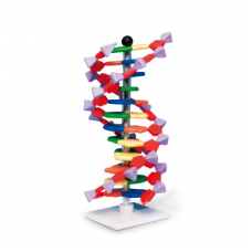 Mini DNR modelis, 12 sluoksnių