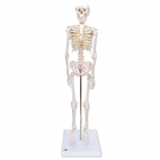 Mini skeleto modelis (su stovu)