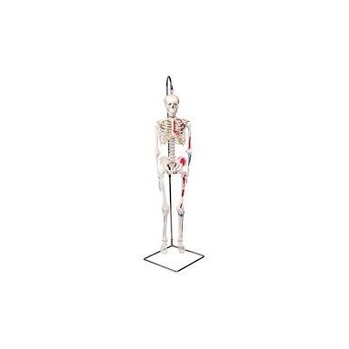 Mini skeleto modelis su raumenimis