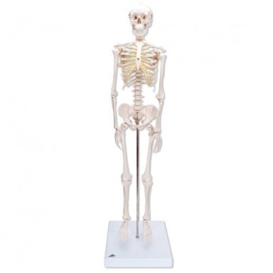 Mini skeleto modelis (su stovu)