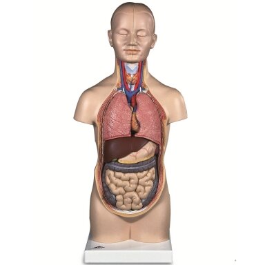 Mini torso modelis, 12 dalių
