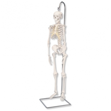 Mini skeleto modelis (anatomiškai detalus, kabantis)