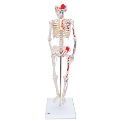 Mini skeleto modelis (pieštais raumenimis; tvirtinimas prie dubens)