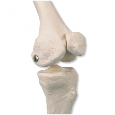 Mini skeleto modelis (pieštais raumenimis; tvirtinimas prie dubens) 1