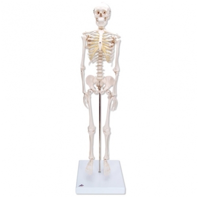 Mini skeleto modelis (su stovu)