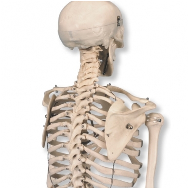 Mini skeleto modelis (su stovu) 2
