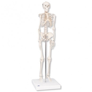 Mini skeleto modelis (su stovu) 1