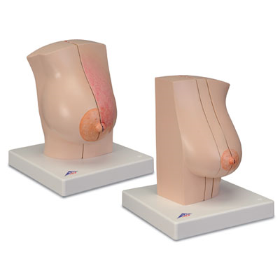 Moters krūtų modelis Moters krūtų modelis