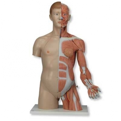 Natūralaus dydžio dvilytis torso modelis su raumenimis, 33 dalys