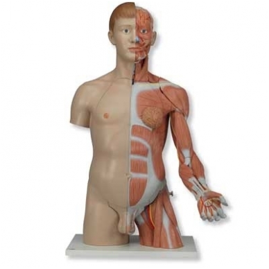Natūralaus dydžio dvilytis torso modelis su raumenimis, 33 dalys 1 Natūralaus dydžio dvilytis torso modelis su raumenimis, 33 dalys 1