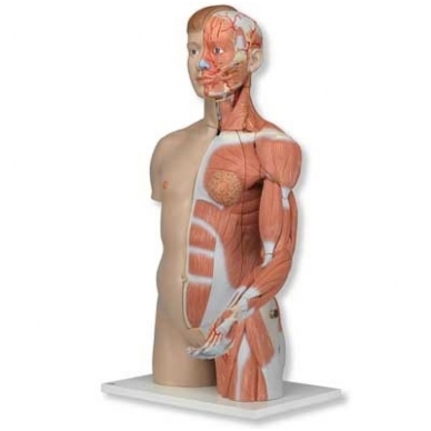 Natūralaus dydžio dvilytis torso modelis su raumenimis, 33 dalys 3