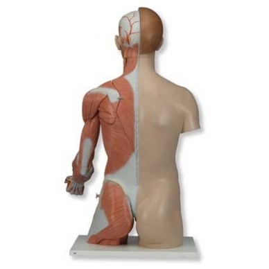 Natūralaus dydžio dvilytis torso modelis su raumenimis, 33 dalys 6