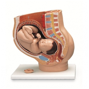 Dubens modelis nėštumo metu (40 savaičių, 3 dalys)