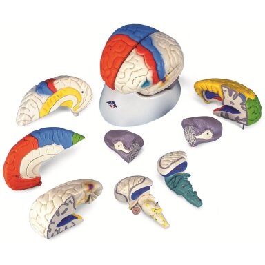 Neuro-anatominės smegenys (8 dalys) Neuro-anatominės smegenys (8 dalys)