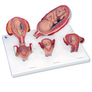 Nėštumo etapai (5 modeliai)