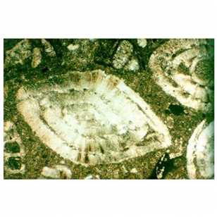 Nuosėdinių akmenų ir mineralų objektiniai stikleliai mikroskopui (22 vnt.)