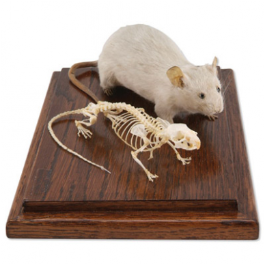 Pelės skeleto ir  iškamšos modelis 1