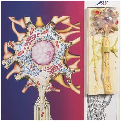 Periferinės nervų sistemos Švano ląstelės (neurolemocitai) 1