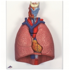 Plaučių su gerklomis modelis, 7 dalys