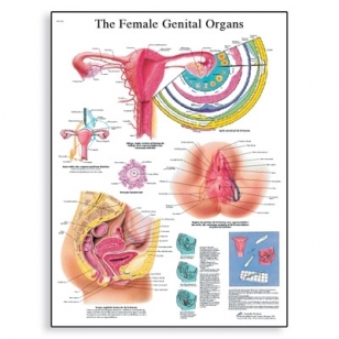 Plakatas „Moters lytiniai organai”