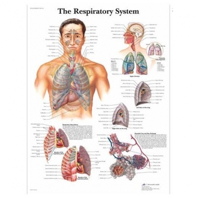 Plakatas "Kvėpavimo sistema"