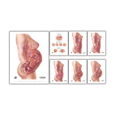 Plakatų rinkinys "Apvaisinimas - gimdymas" (7) 1