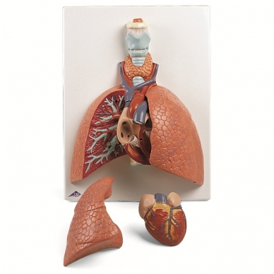 Plaučių su gerklomis modelis, 5 dalys