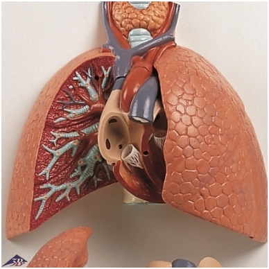 Plaučių su gerklomis modelis, 5 dalys 1