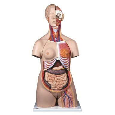 Prabangus dvilytis torso modelis, 24 dalių Prabangus dvilytis torso modelis, 24 dalių