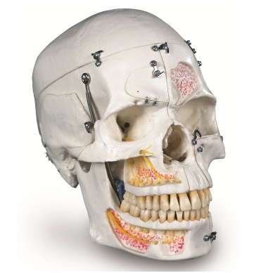 Prabangus demonstracinis žmogaus dantinės kaukolės modelis, 10 dalių