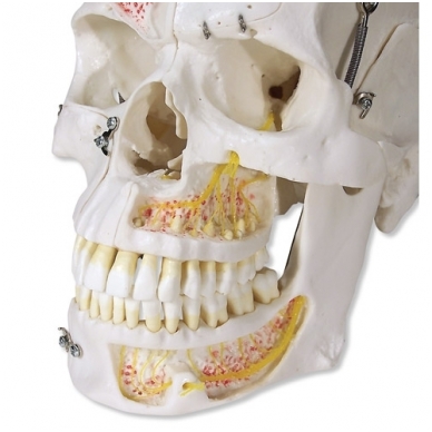 Prabangus demonstracinis žmogaus dantinės kaukolės modelis, 10 dalių 2