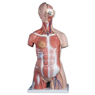 Prabangus dvilytis torso modelis su raumenimis, 31 dalis