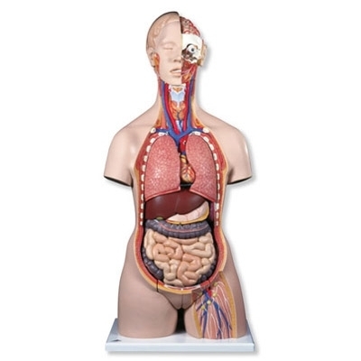 Prabangus dvilytis torso modelis su atvira nugara, 28 dalys Prabangus dvilytis torso modelis su atvira nugara, 28 dalys