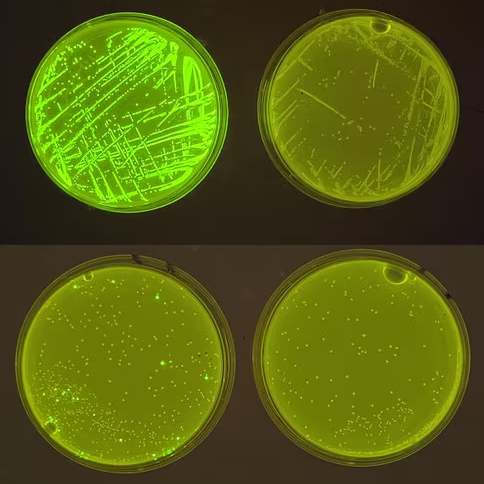 Praktinis CRISPR laboratorijos darbas ,,Genų taisymas, kova su ligomis“ Praktinis CRISPR laboratorijos darbas ,,Genų taisymas, kova su ligomis“
