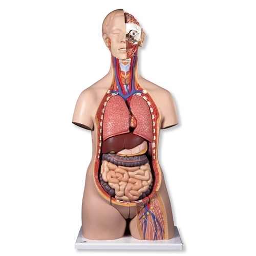 Prabangus dvilytis torso modelis, 24 dalių 1 Prabangus dvilytis torso modelis, 24 dalių 1