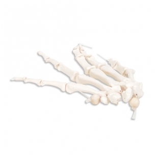 Rankos skeletas
