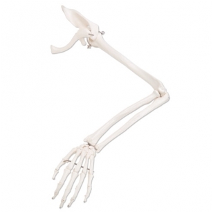 Rankos skeletas su mentikauliu ir raktikauliu