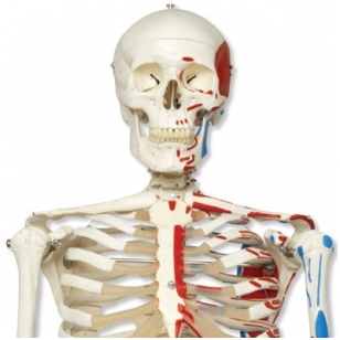 Raumenų skeleto modelis „Max”