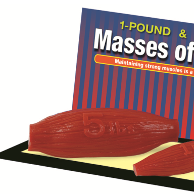 Raumenų masės modelis (2,3 kg)