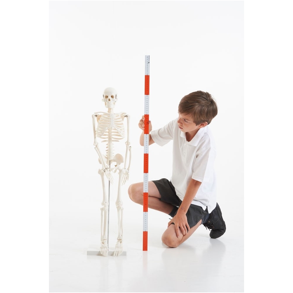 Skeleto modelis, 85 cm. 3 Skeleto modelis, 85 cm. 3