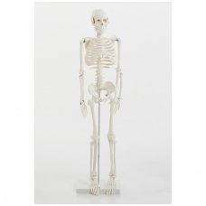 Skeleto modelis, 85 cm.
