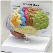 Smegenų pusinis modelis
